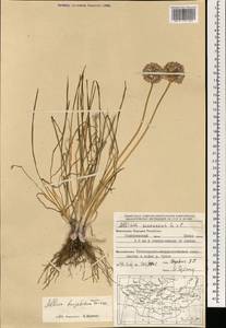 Allium burjaticum N.Friesen, Mongolia (MONG) (Mongolia)