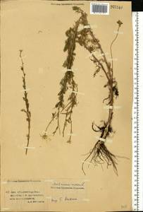 Tripleurospermum inodorum (L.) Sch.-Bip, Eastern Europe, Lower Volga region (E9) (Russia)
