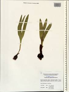 Colchicum umbrosum Steven, Caucasus, Krasnodar Krai & Adygea (K1a) (Russia)