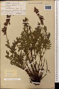 Hedysarum caucasicum M.Bieb., Caucasus, Armenia (K5) (Armenia)