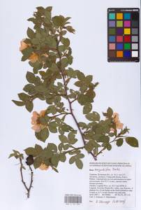 Rosa corymbifera Borkh., Eastern Europe, North Ukrainian region (E11) (Ukraine)