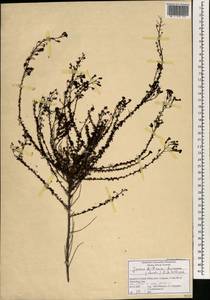 Jamesbrittenia burkeana (Benth.) O.M. Hilliard, Africa (AFR) (South Africa)