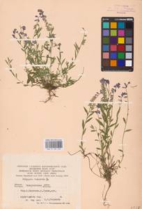 Polygala vulgaris L., Eastern Europe, West Ukrainian region (E13) (Ukraine)