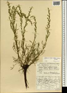 Artemisia macilenta (Maxim.) Krasch., Mongolia (MONG) (Mongolia)