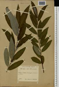 Salix caprea × viminalis, Eastern Europe, Central region (E4) (Russia)