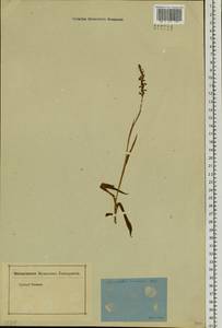 Spiranthes australis (R.Br.) Lindl., Siberia, Baikal & Transbaikal region (S4) (Russia)