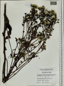 Picris japonica Thunb., Siberia, Russian Far East (S6) (Russia)