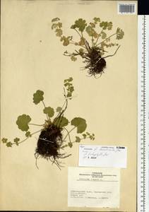 Alchemilla humilicaulis Juz., Siberia, Altai & Sayany Mountains (S2) (Russia)