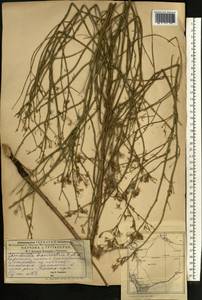 Chondrilla brevirostris Fisch. & C. A. Mey., Middle Asia, Caspian Ustyurt & Northern Aralia (M8) (Kazakhstan)