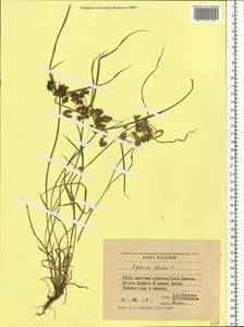 Cyperus fuscus L., Eastern Europe, South Ukrainian region (E12) (Ukraine)