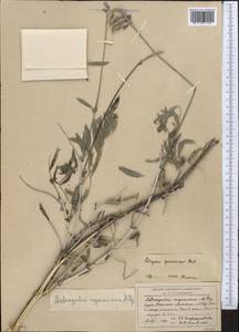 Astragalus speciosissimus Pavlov, Middle Asia, Western Tian Shan & Karatau (M3) (Kazakhstan)