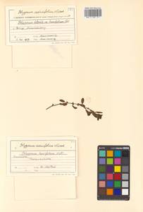 Polygonum aviculare subsp. aviculare, Siberia, Chukotka & Kamchatka (S7) (Russia)