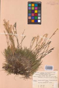 Dianthus acicularis Fisch. ex Ledeb., Eastern Europe, Eastern region (E10) (Russia)