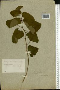 Aristolochia clematitis L., Eastern Europe, Moscow region (E4a) (Russia)