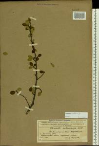 Cotoneaster integerrimus Medik., Eastern Europe, Northern region (E1) (Russia)