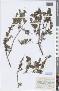 Spiraea hypericifolia L., Eastern Europe, Lower Volga region (E9) (Russia)