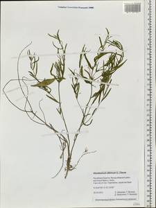 Cynanchum thesioides (Freyn) K. Schum., Siberia, Baikal & Transbaikal region (S4) (Russia)