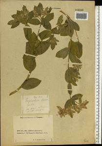 Euphorbia marginata Pursh, Eastern Europe, Rostov Oblast (E12a) (Russia)