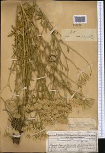 Saussurea turgaiensis B. Fedtsch., Middle Asia, Muyunkumy, Balkhash & Betpak-Dala (M9) (Kazakhstan)