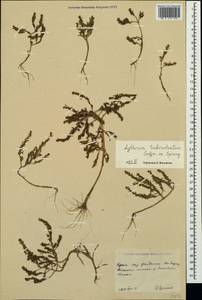 Lythrum tribracteatum Spreng., Crimea (KRYM) (Russia)