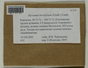 Dicranum brevifolium (Lindb.) Lindb., Bryophytes, Bryophytes - Chukotka & Kamchatka (B21) (Russia)