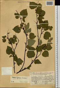Betula pendula subsp. mandshurica (Regel) Ashburner & McAll., Siberia, Central Siberia (S3) (Russia)