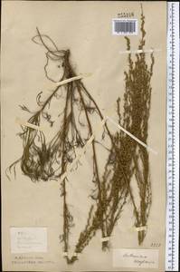 Artemisia campestris L., Middle Asia, Northern & Central Kazakhstan (M10) (Kazakhstan)