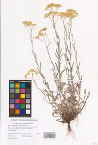 Helichrysum nogaicum Tzvelev, Eastern Europe, Lower Volga region (E9) (Russia)