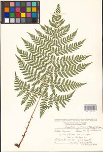 Dryopteris expansa (C. Presl) Fraser-Jenk. & Jermy, Eastern Europe, West Ukrainian region (E13) (Ukraine)