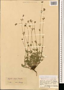 Asperula prostrata (Adams) K.Koch, Caucasus, Azerbaijan (K6) (Azerbaijan)