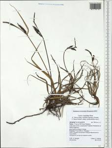 Carex flacca subsp. erythrostachys (Hoppe) Holub, Western Europe (EUR) (Italy)