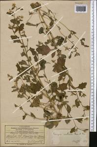 Neobrachyactis roylei (DC.) Brouillet, Middle Asia, Pamir & Pamiro-Alai (M2) (Kyrgyzstan)