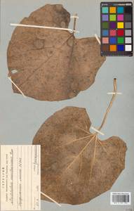 Aristolochia manchuriensis Kom., Siberia, Russian Far East (S6) (Russia)