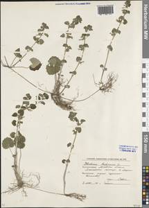 Glechoma hederacea L., Eastern Europe, Moscow region (E4a) (Russia)