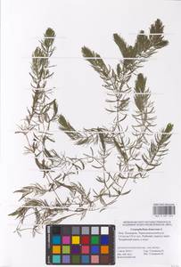 Ceratophyllum demersum L., Eastern Europe, Lower Volga region (E9) (Russia)