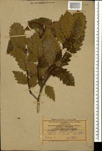 Quercus petraea subsp. polycarpa (Schur) Soó, Caucasus, Azerbaijan (K6) (Azerbaijan)