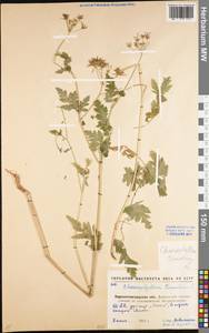Chaerophyllum temulum L., Eastern Europe, North Ukrainian region (E11) (Ukraine)