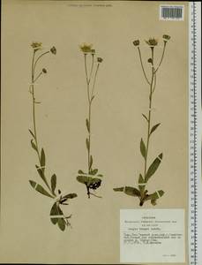 Crepis bungei Ledeb. ex DC., Siberia, Altai & Sayany Mountains (S2) (Russia)