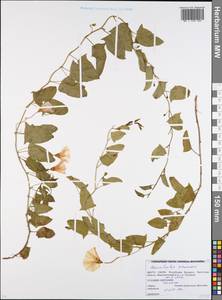 Convolvulus arvensis L., Eastern Europe, Belarus (E3a) (Belarus)