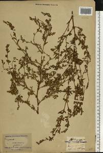 Polygonum aviculare L., Eastern Europe, South Ukrainian region (E12) (Ukraine)