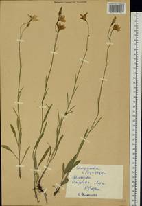 Campanula, Eastern Europe, Middle Volga region (E8) (Russia)