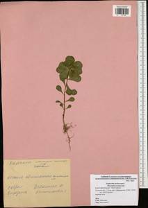 Euphorbia helioscopia L., Eastern Europe, Central region (E4) (Russia)