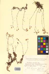 Saxifraga bronchialis subsp. bronchialis, Siberia, Russian Far East (S6) (Russia)