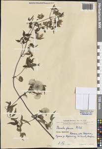 Clematis glauca Willd., South Asia, South Asia (Asia outside ex-Soviet states and Mongolia) (ASIA) (China)