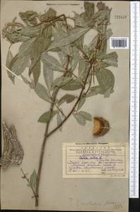 Salix excelsa J.F.Gmel., Middle Asia, Western Tian Shan & Karatau (M3) (Kazakhstan)