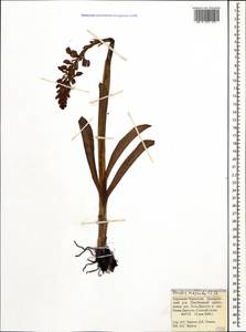 Orchis mascula (L.) L., Caucasus, Stavropol Krai, Karachay-Cherkessia & Kabardino-Balkaria (K1b) (Russia)