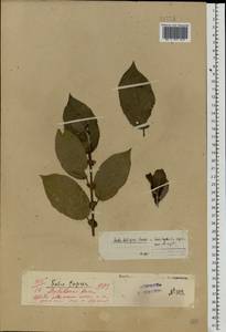 Salix caprea × myrsinifolia, Eastern Europe, Volga-Kama region (E7) (Russia)