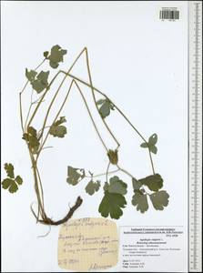 Aquilegia vulgaris L., Eastern Europe, Central region (E4) (Russia)