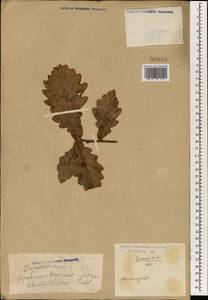 Quercus, South Asia, South Asia (Asia outside ex-Soviet states and Mongolia) (ASIA) (China)