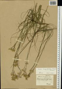 Eremogone longifolia (M. Bieb.) Fenzl, Eastern Europe, South Ukrainian region (E12) (Ukraine)